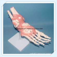 Vivid Human Foot Joint Skeleton Model with Ligaments